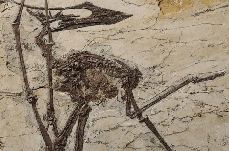 Древний вегетарианец: птерозавр с листьями в желудке