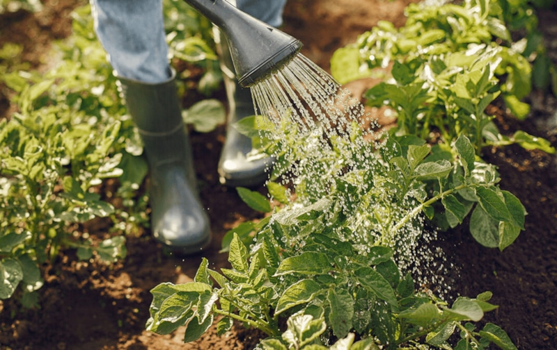 Спасение урожая: полив картофеля в жару