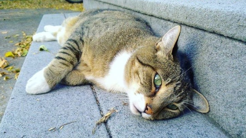 Кошачий тренд: счастье на бетонном блоке