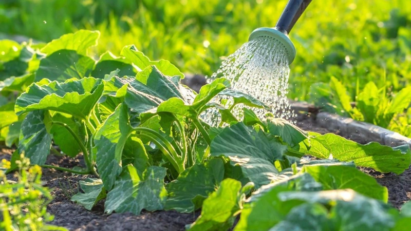 Органические подкормки для кабачков: зола и травяные настои Органические подкормки для кабачков: зола и травяные настои