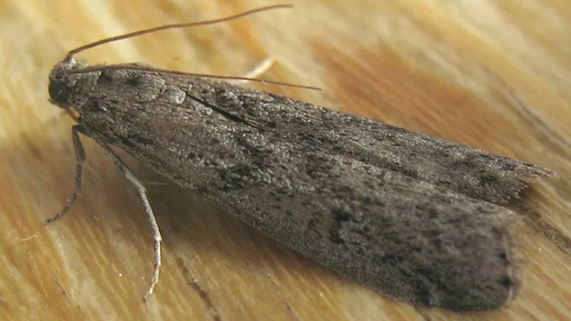 Древесная моль: скрытая угроза в доме