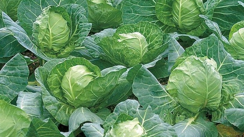 Спасение урожая: капуста в аномальную жару