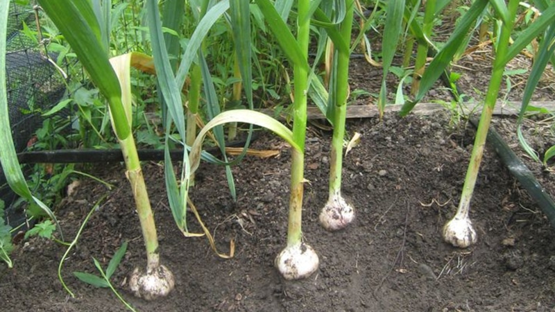 Севооборот для чеснока: не ошибитесь Севооборот для чеснока: не ошибитесь