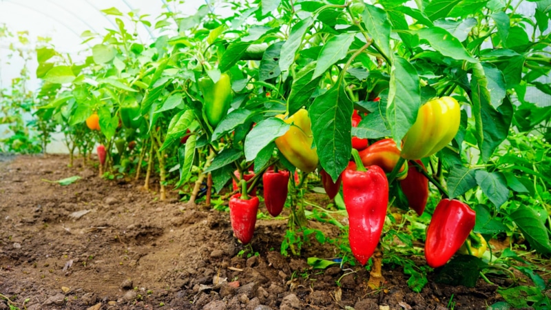 Ошибки ухода: перец в августе