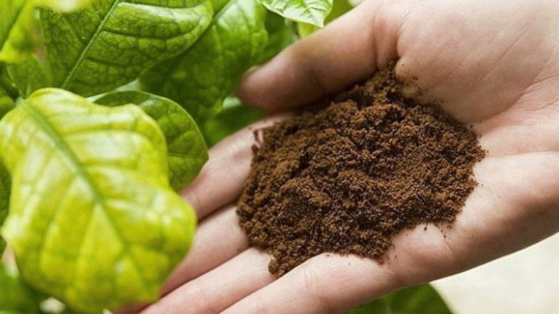 Кофейная гуща: клад для грядок