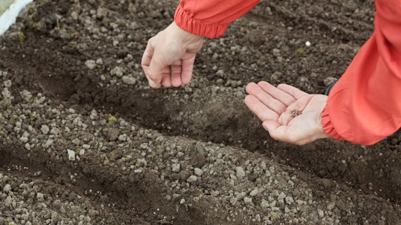 Август на грядках: новая волна