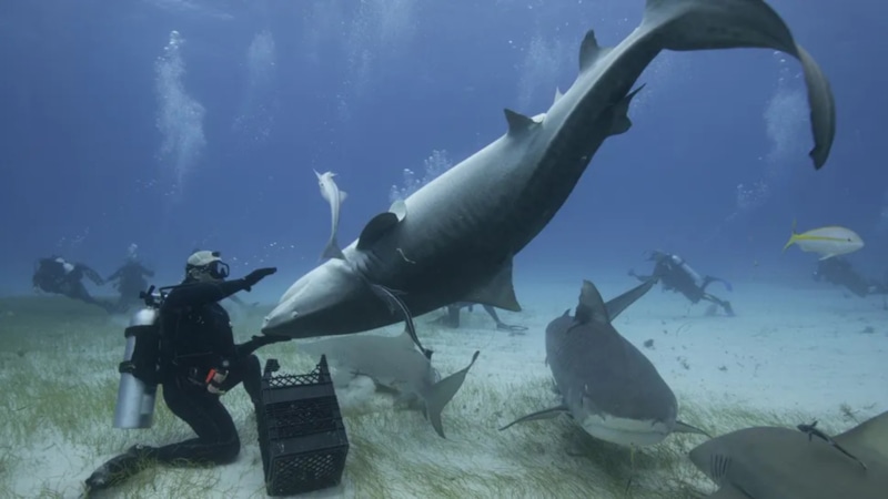Акула в трансе: загадка эволюции