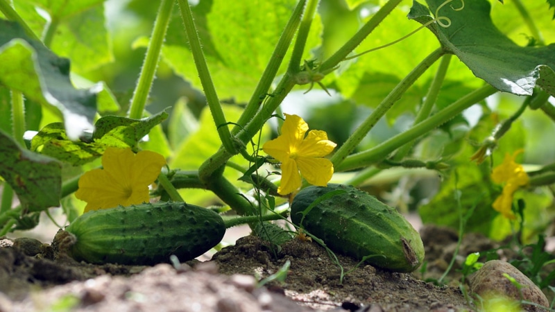 Спасение огурцов: сыворотка и йод