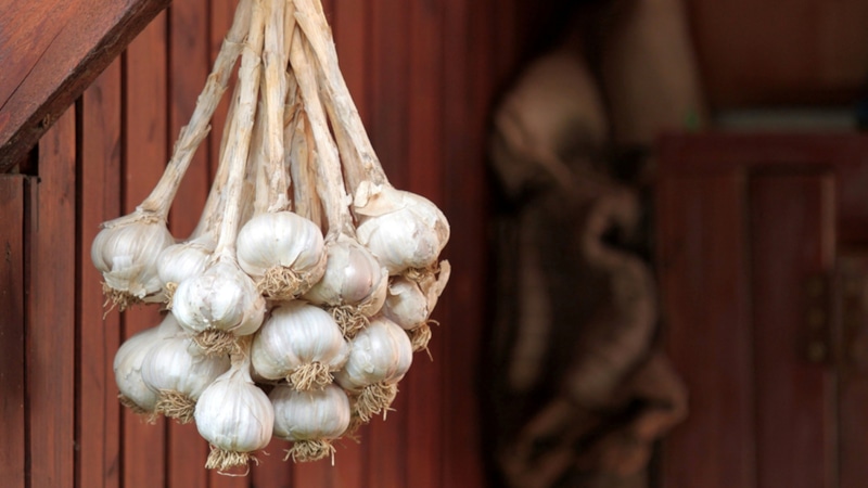 Храним чеснок правильно: без потерь