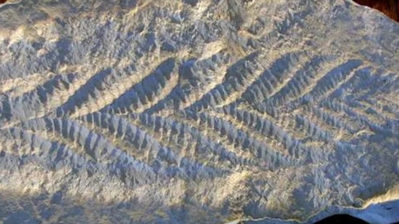 Эдиакарская фауна: первые жители Земли Эдиакарская фауна: первые жители Земли