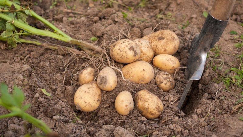 Урожайный метод: поэтапная выборка