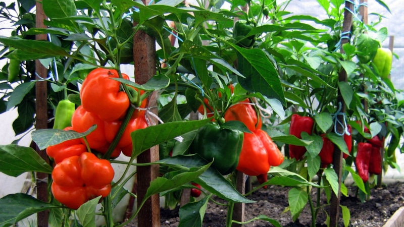 Мощное питание: чем подкормить перцы