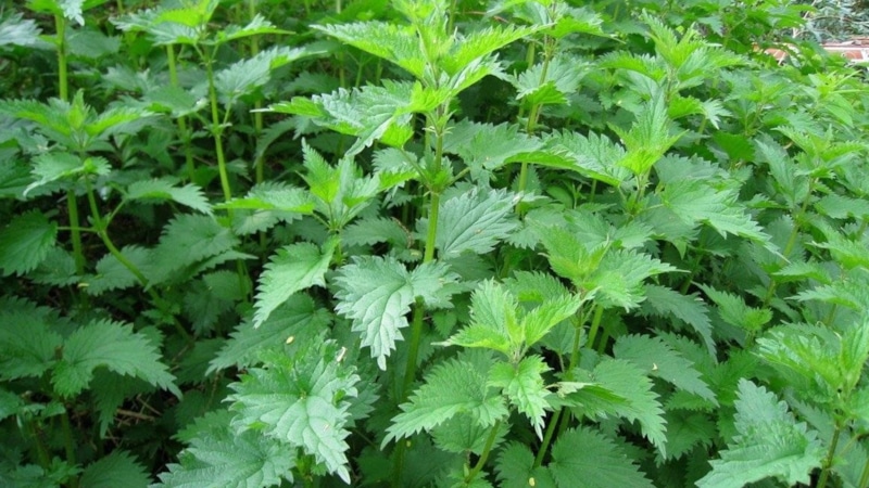 Крапива на участке: сила без химии
