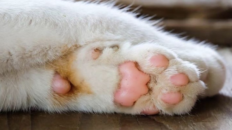 Кошачьи лапки: мягкость и мощь