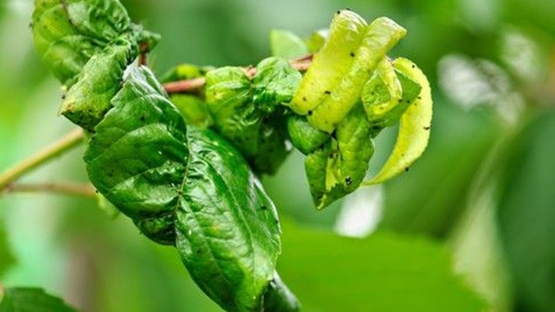 Слива в беде: скрученные листья