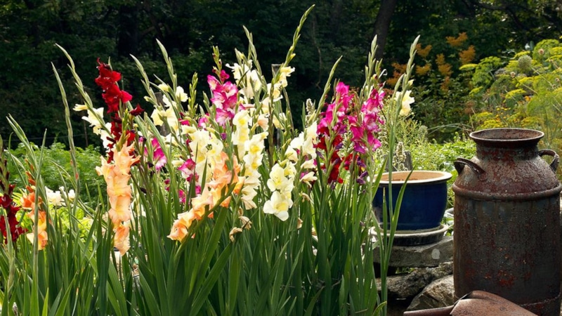 Спасение гладиолусов: простые советы