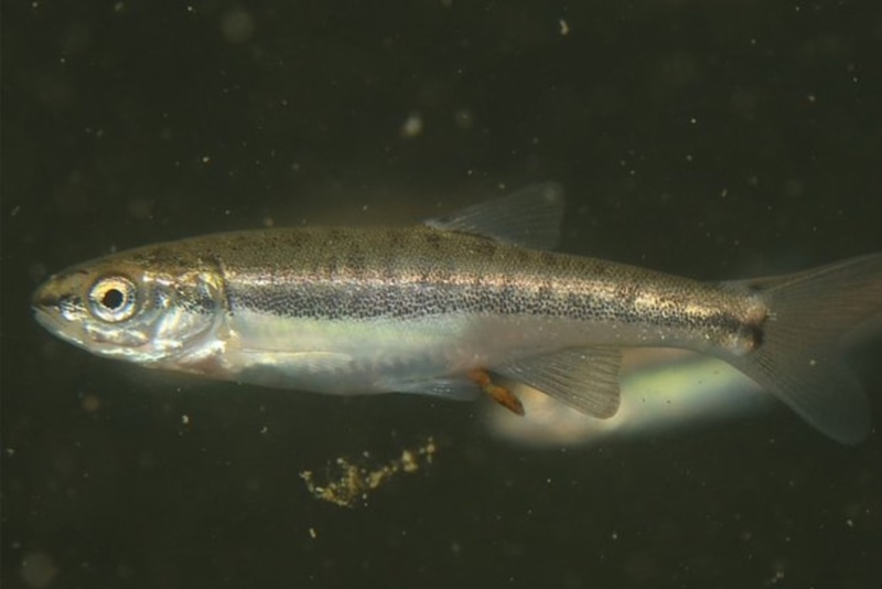 Новый вид рыб: научная сенсация в России