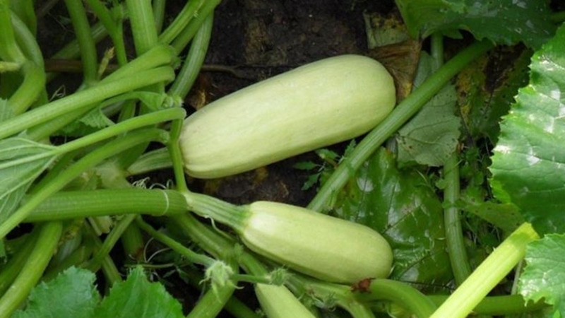 Гниль на кабачках: как спасти