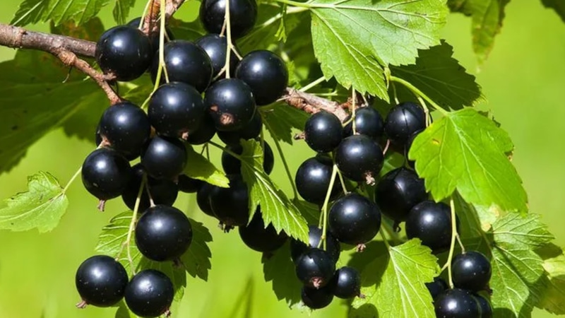 Смородина: уход в августе