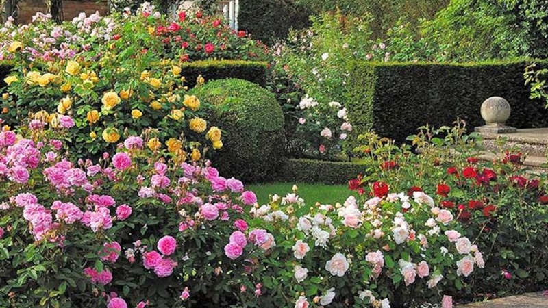 Обрезка роз: августовские правила Обрезка роз: августовские правила