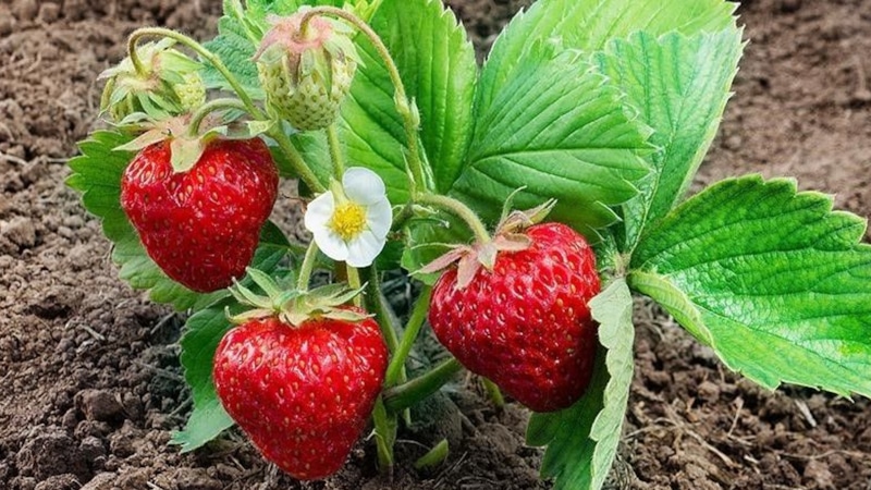 Уход за клубникой: августовские секреты урожая