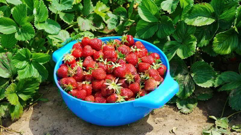 Клубника в августе: уход без ошибок