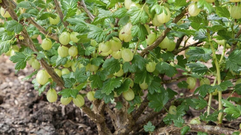 Размножение крыжовника: быстро, просто, эффективно