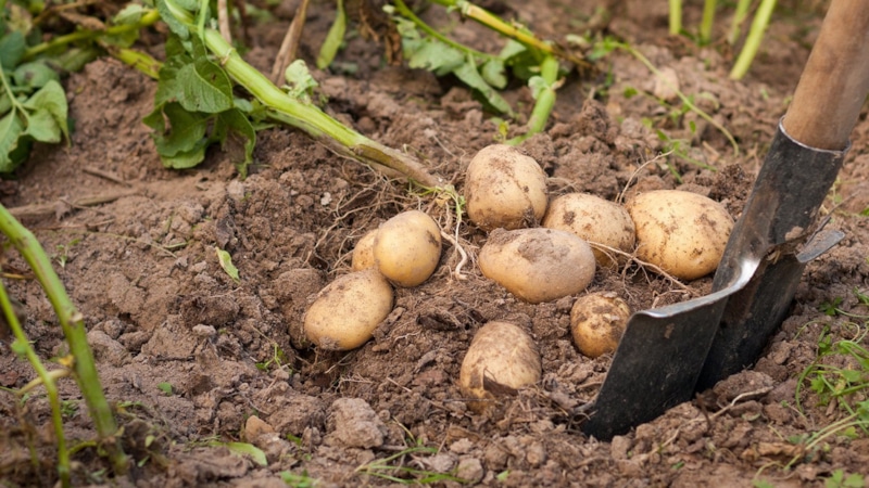 Уборка картофеля: проверенные советы
