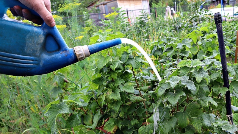 Кусты смородины: осенняя подкормка Кусты смородины: осенняя подкормка