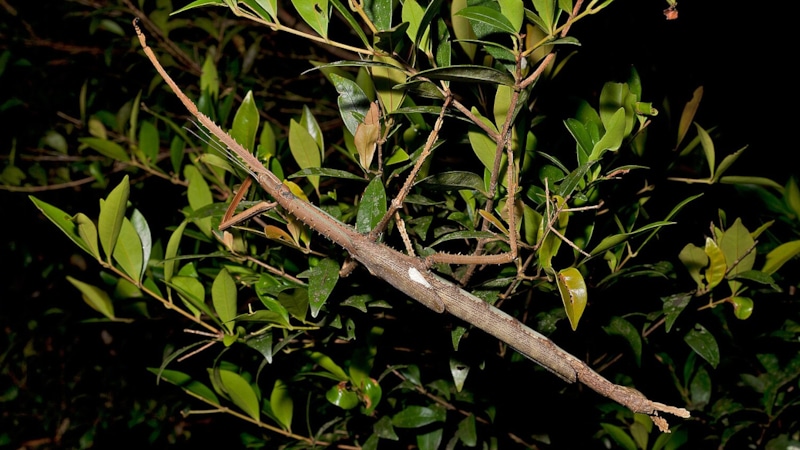 Гигантский палочник: находка в Австралии