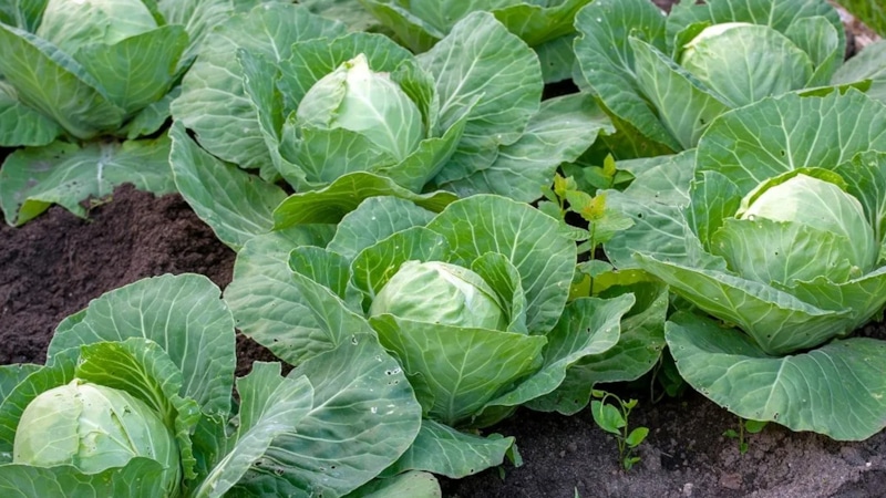 Защита капусты: август без вредителей Защита капусты: август без вредителей