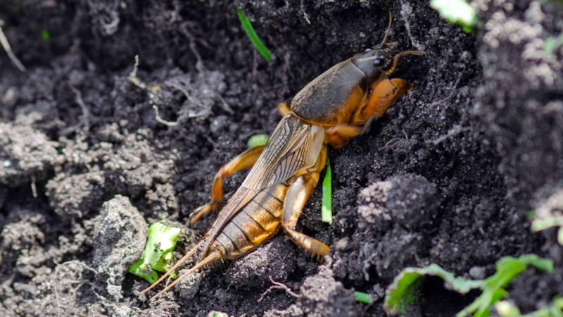 Нашатырь против медведки: простой способ