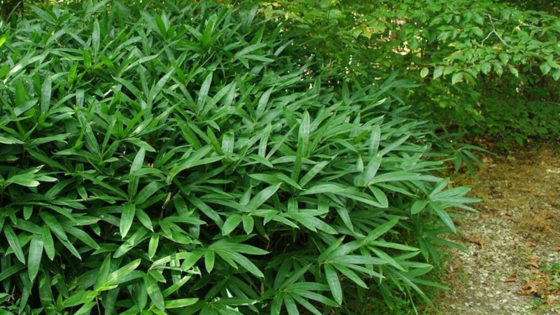 Сахалинский бамбук: новое слово в энергетике Сахалинский бамбук: новое слово в энергетике