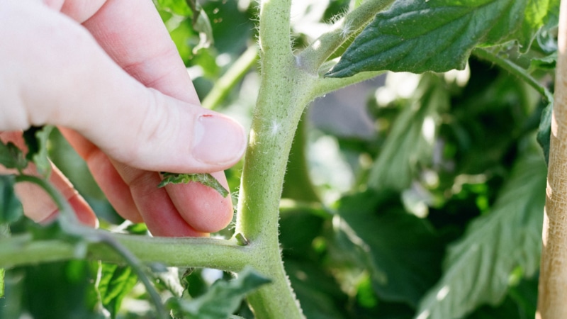 Формировка томатов: лысеем для урожая