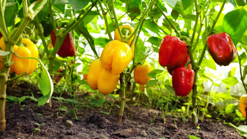 Секреты спелых перцев: как ускорить созревание Секреты спелых перцев: как ускорить созревание
