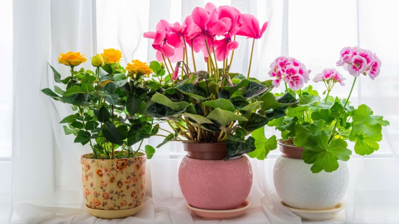 Активированный уголь для растений: спасение в таблетке