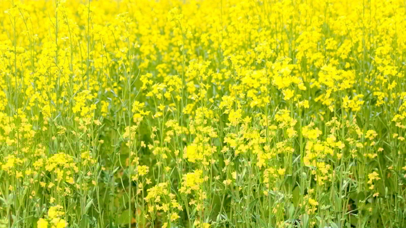 Сидераты-спасатели: оживите почву до весны Сидераты-спасатели: оживите почву до весны