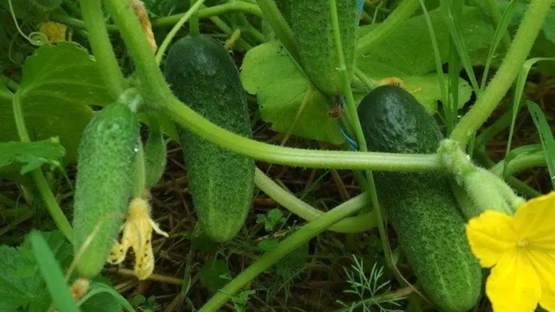 Капризные огурцы: секреты богатого урожая