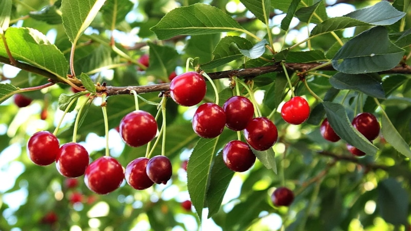 Подкормка вишни: августовские правила