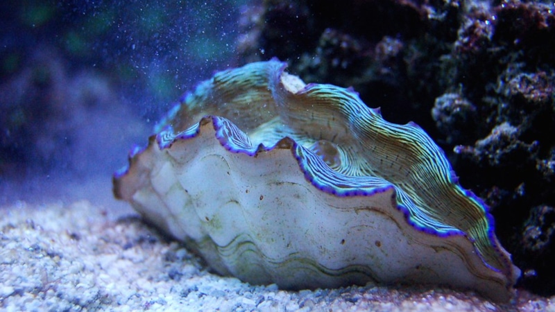 Живые колонии: глубина 9,5 км