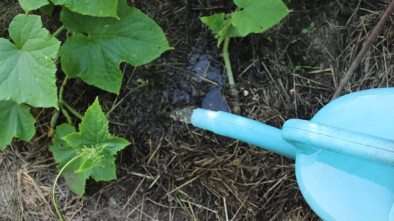 Дрожжевая подкормка: натуральный стимулятор роста