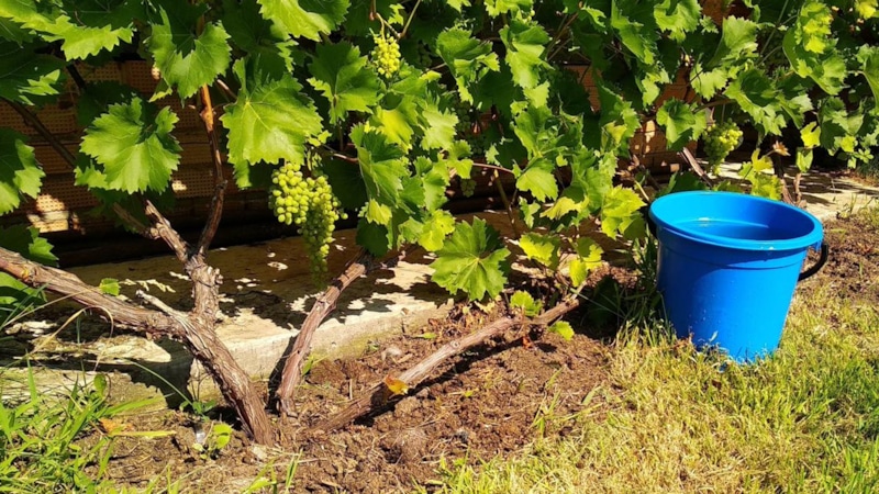 Августовская подкормка винограда: сладость в каждой ягоде Августовская подкормка винограда: сладость в каждой ягоде