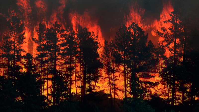 Дым пожаров: опасность для клеток