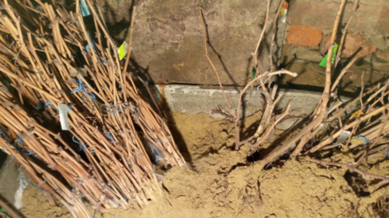 Хранение лозы: зимовка в песке