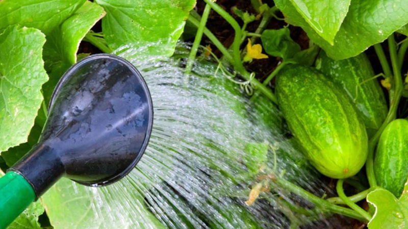 Огурцы на молоке: щедрый урожай