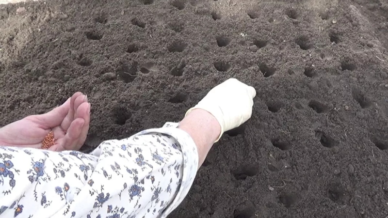 Осенний урожай: редис в сентябре