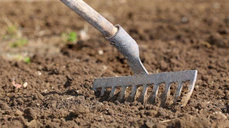 Осень в огороде: поверхностное рыхление Осень в огороде: поверхностное рыхление