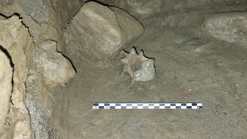 Древняя Арктика: пещера потерянных видов