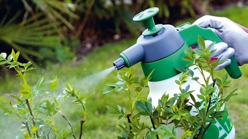 Натуральная защита: чесночный щит для растений