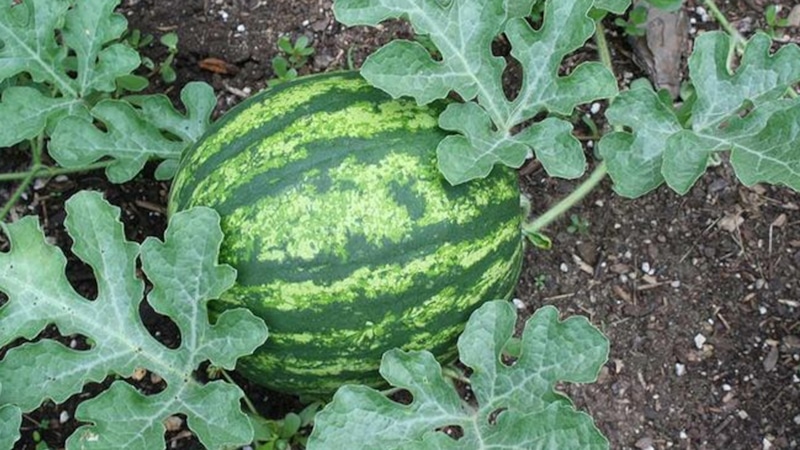 Секрет урожая: формирование арбузных плетей Секрет урожая: формирование арбузных плетей